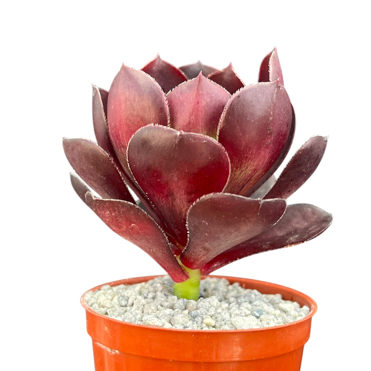 Aeonium 'Cornish Rose'