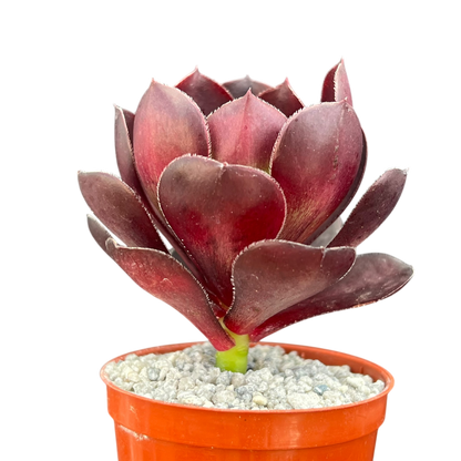 Aeonium 'Cornish Rose'