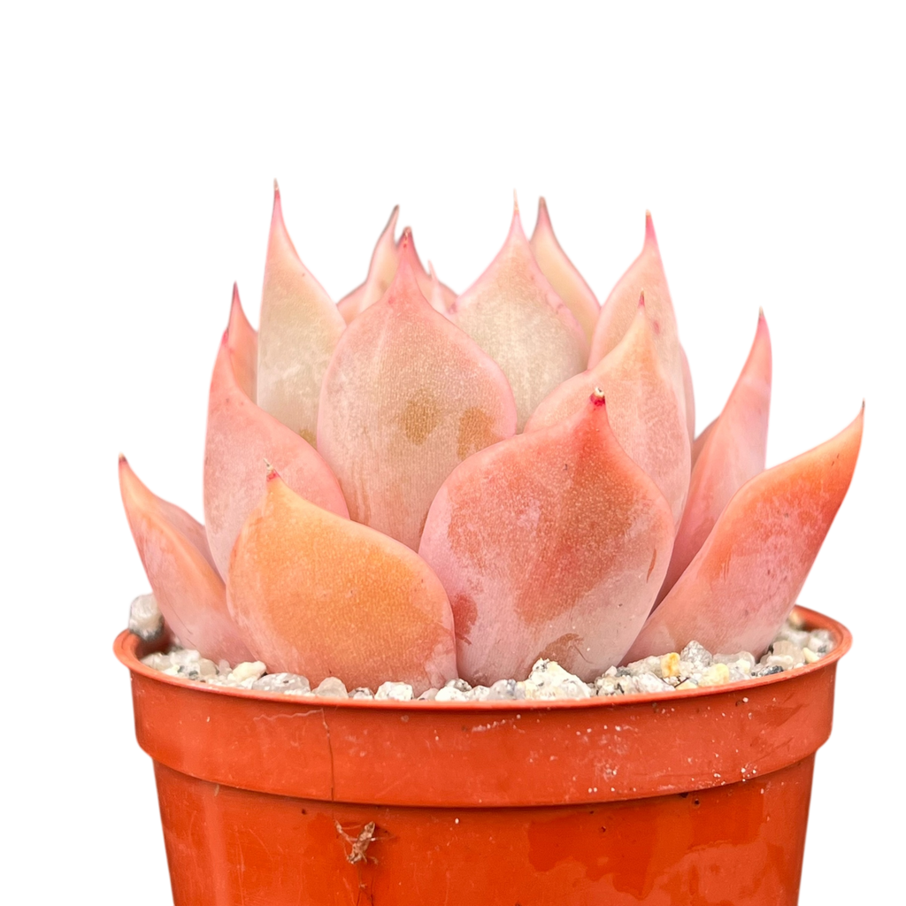 Echeveria 'Latte Rose'
