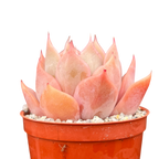 Echeveria 'Latte Rose'