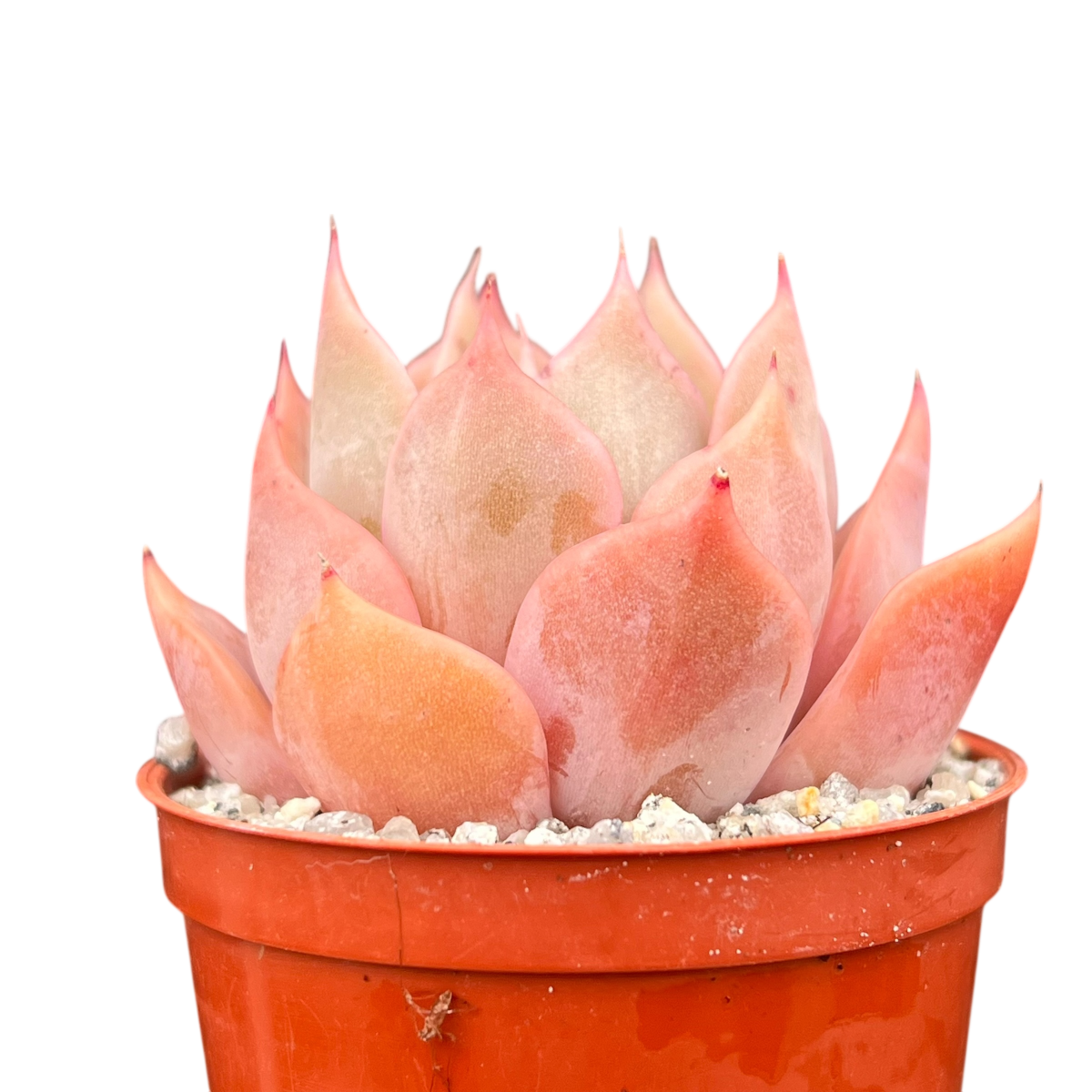 Echeveria 'Latte Rose'