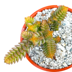 Crassula muscosa var. purpusii