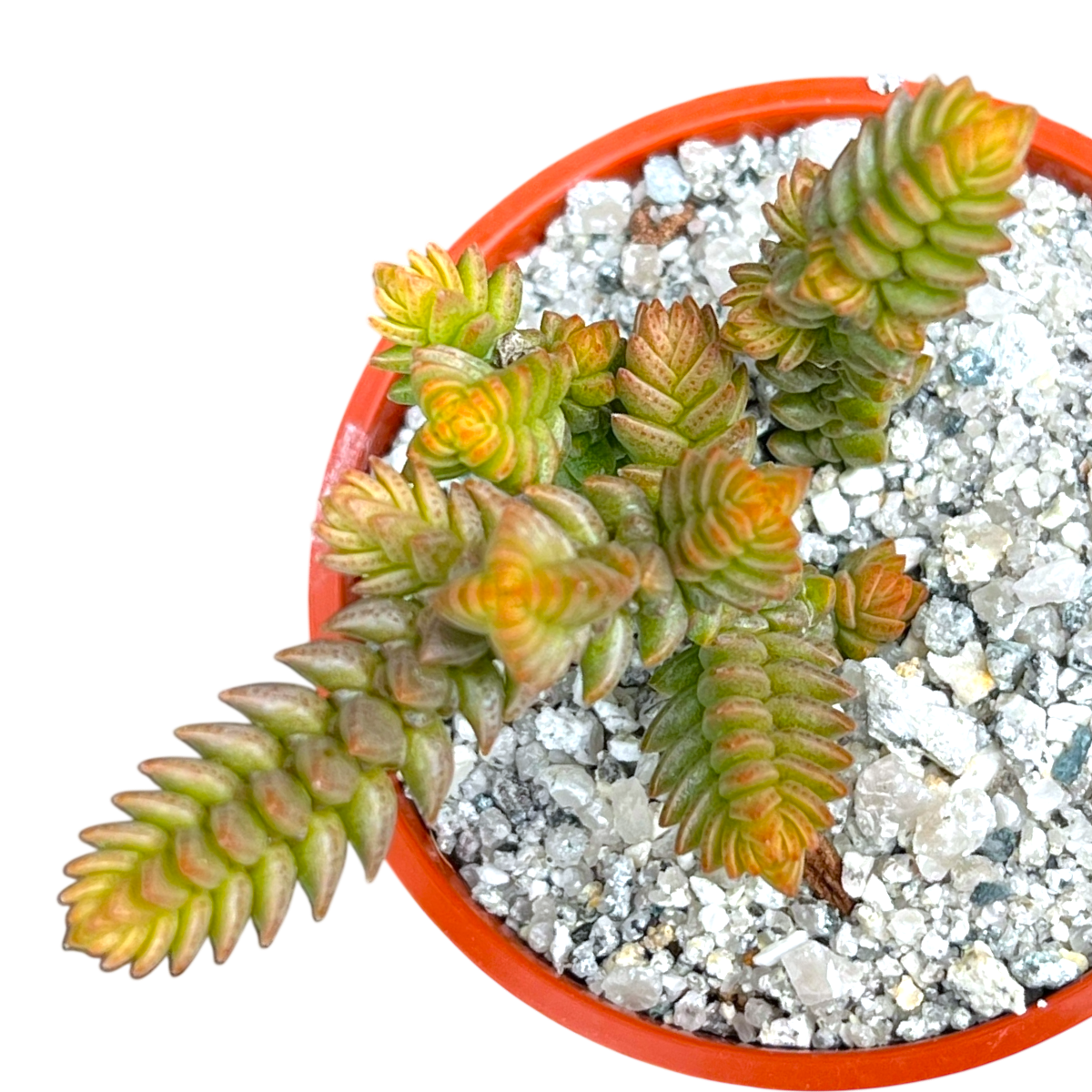 Crassula muscosa var. purpusii