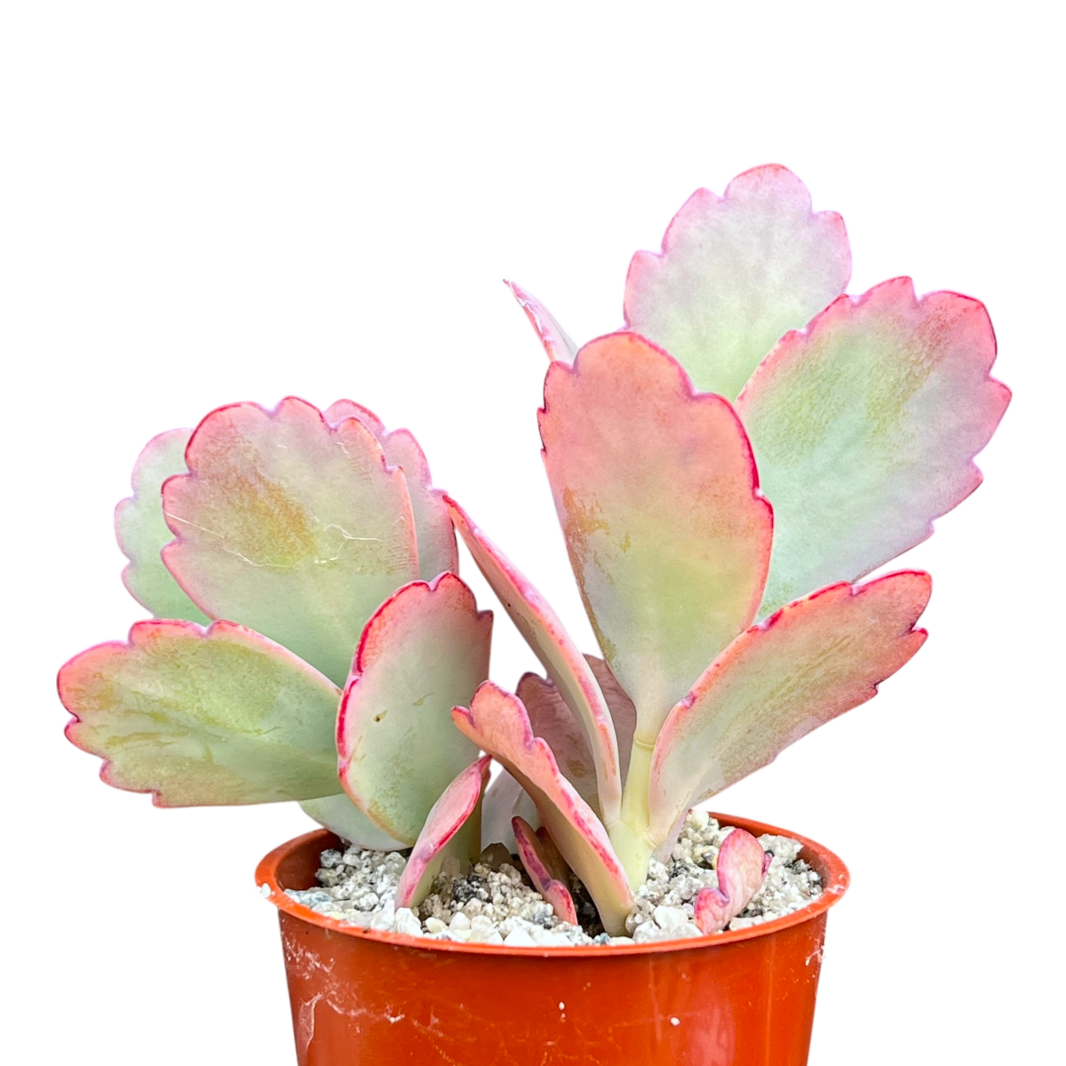 lavender scallops succulent care Kalanchoe fedtschenkoi