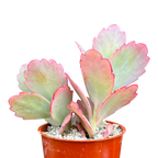 Kalanchoe fedtschenkoi | Lavender Scallops