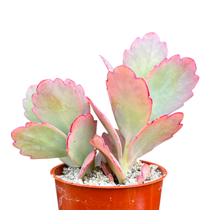 Kalanchoe fedtschenkoi (Lavender Scallops)
