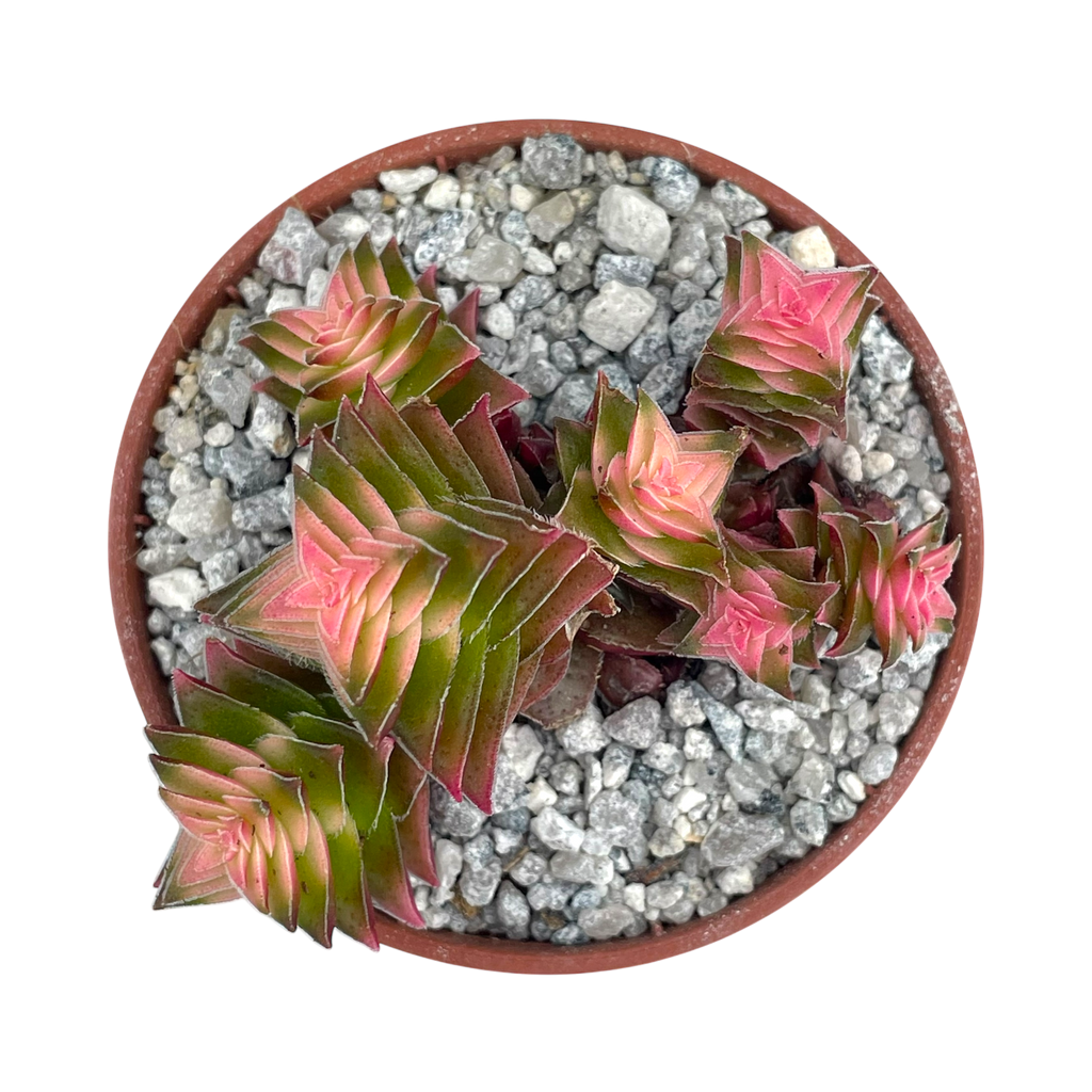 Crassula capitella ssp. thyrsiflora variegata
