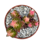 Crassula capitella ssp. thyrsiflora variegata