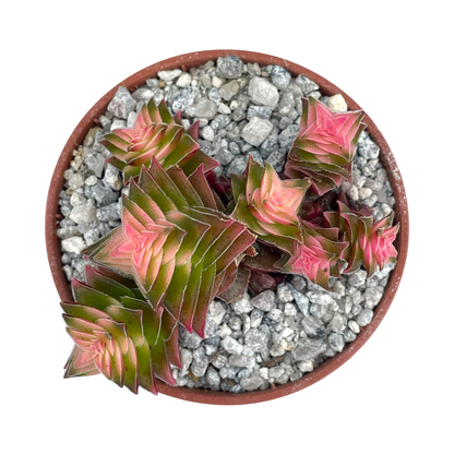 Crassula capitella ssp. thyrsiflora variegata