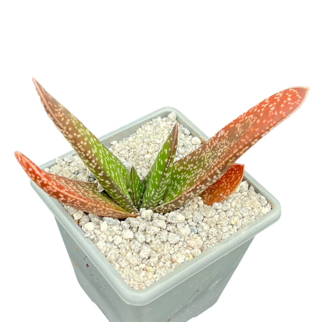 Gasteria carinata