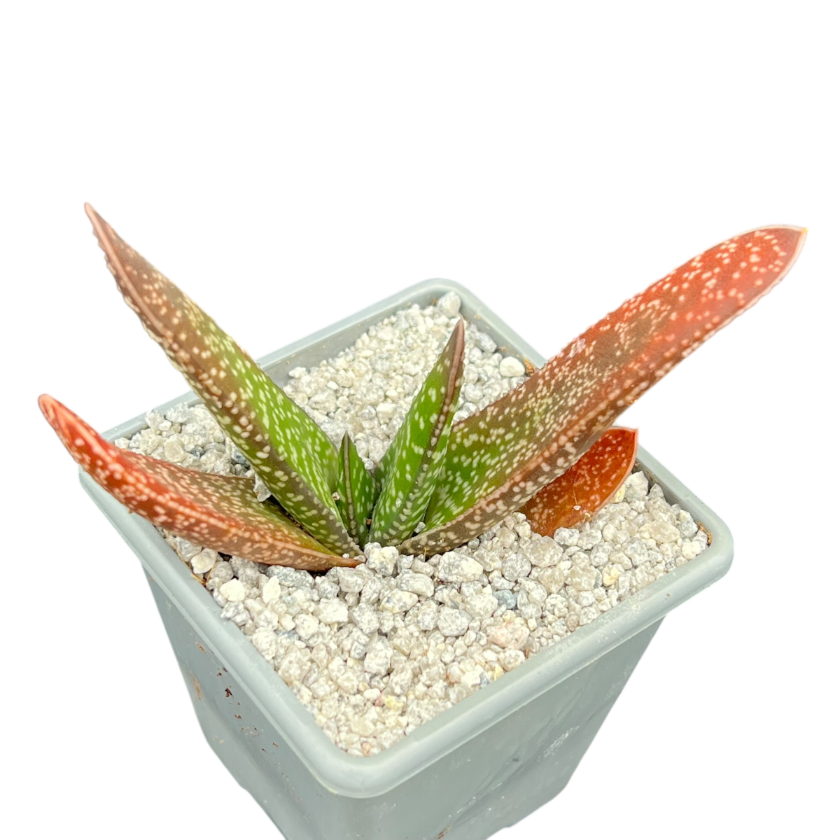 Gasteria carinata