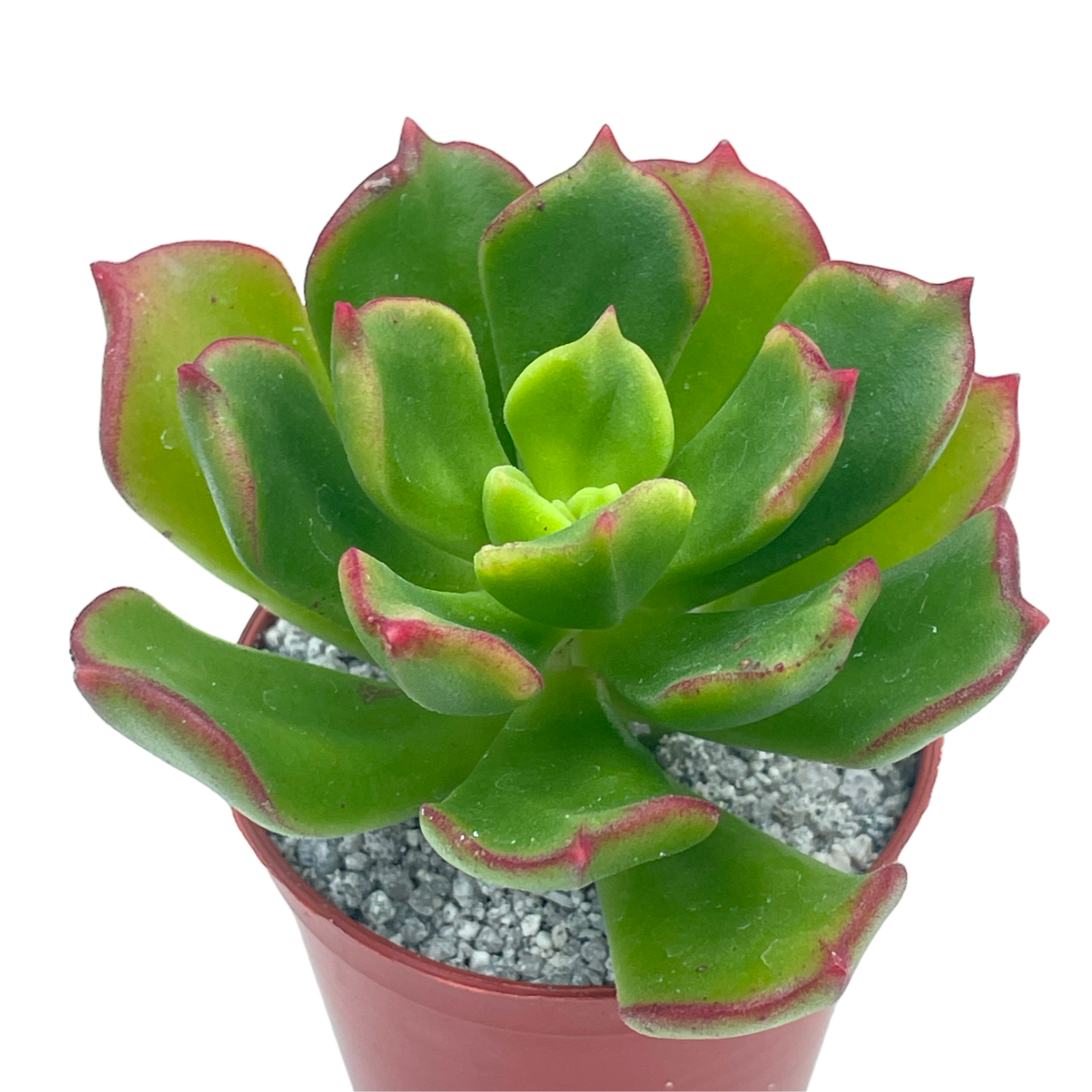 x Sedeveria 'Ar Mor Glaz'