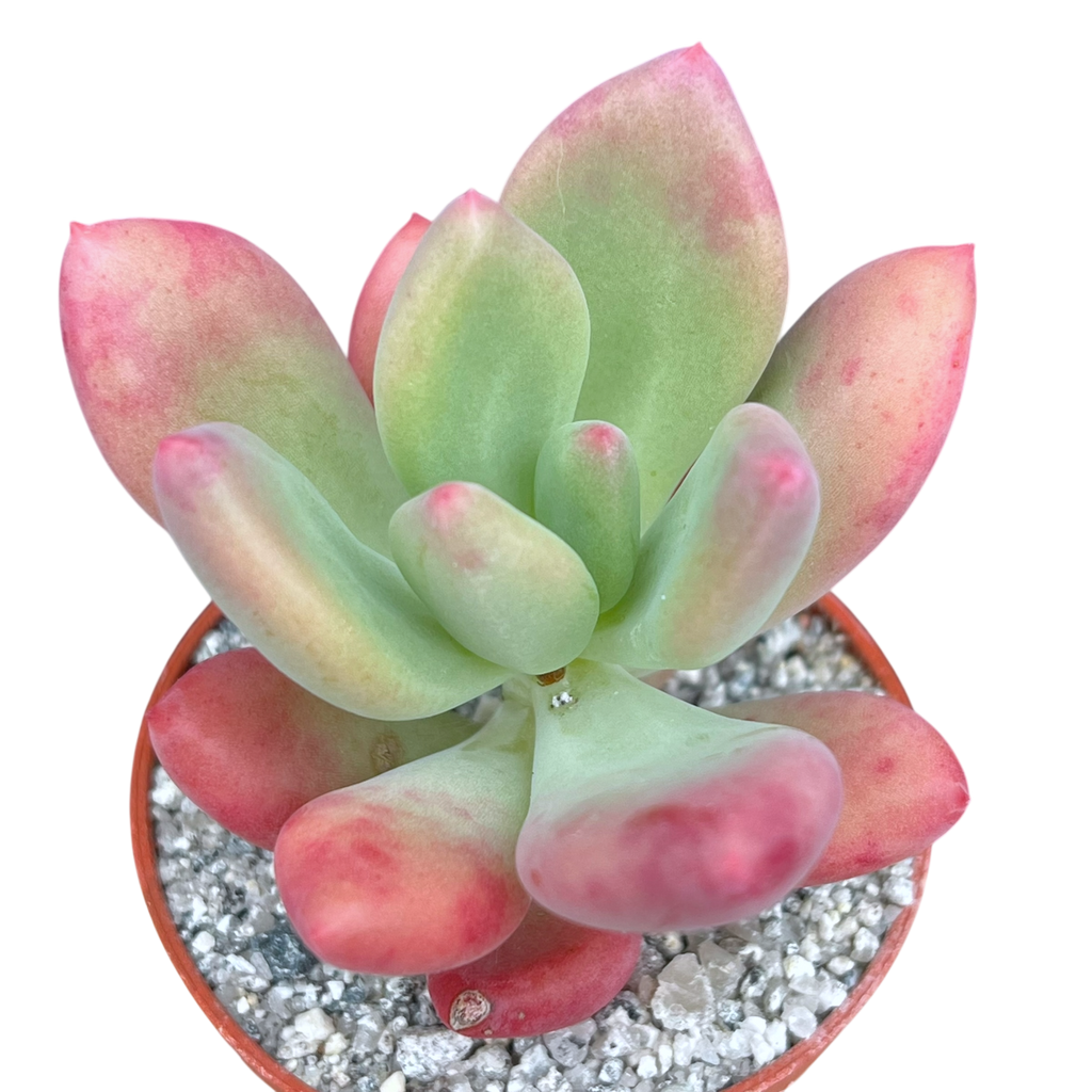 x Pachyveria 'Royal Flush'