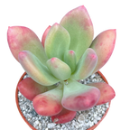 x Pachyveria 'Royal Flush'