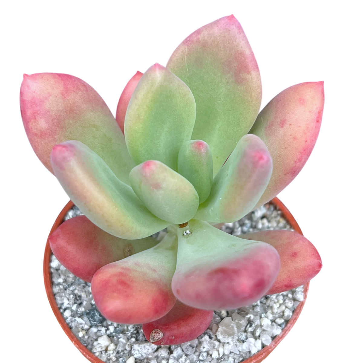 x Pachyveria 'Royal Flush'