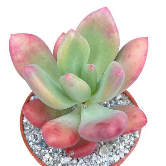 x Pachyveria 'Royal Flush'