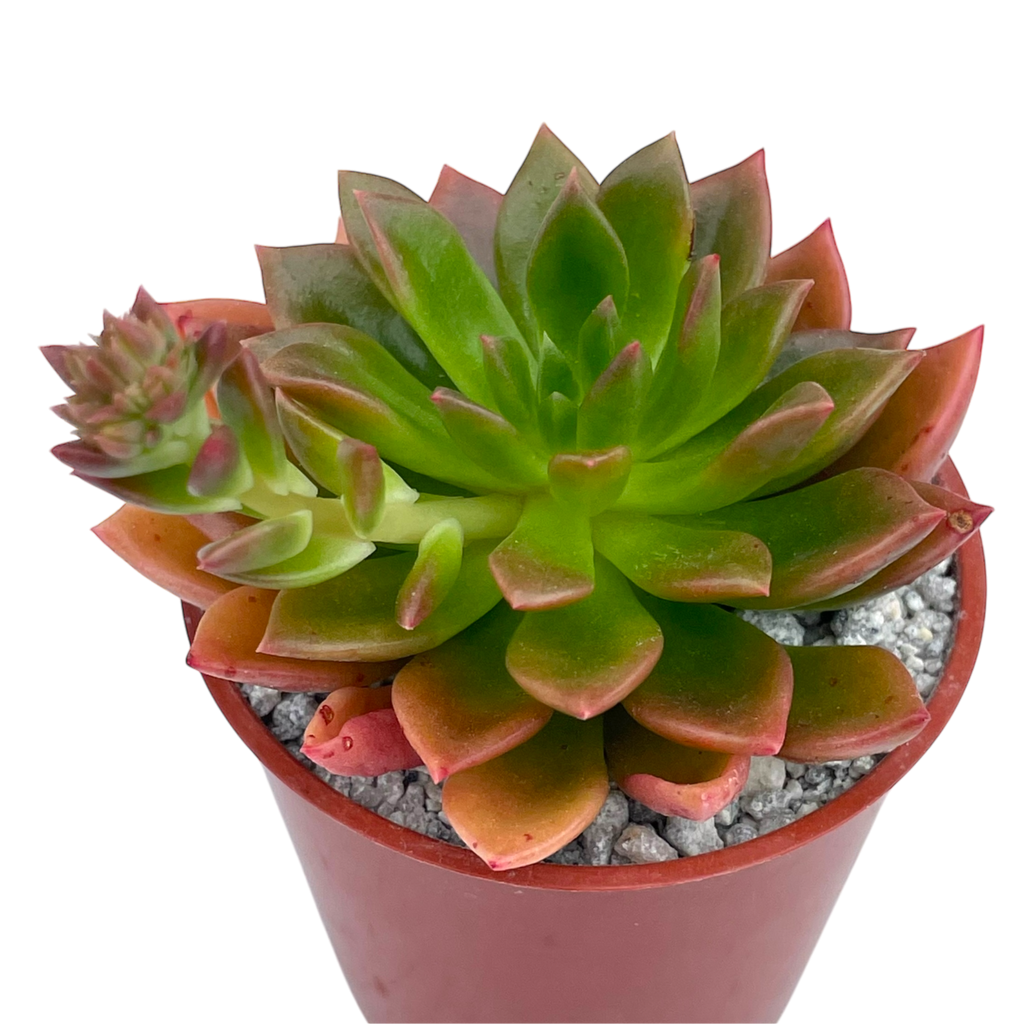 Echeveria 'Telstar'