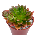 Echeveria 'Telstar'