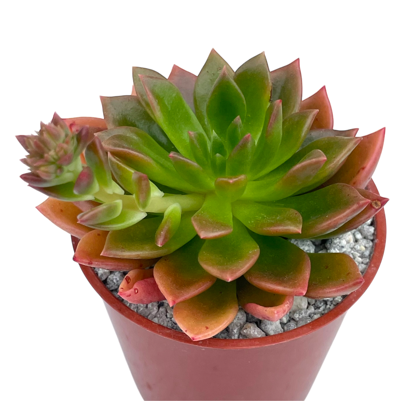 Echeveria 'Telstar'
