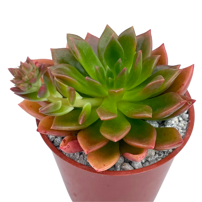 Echeveria 'Telstar'