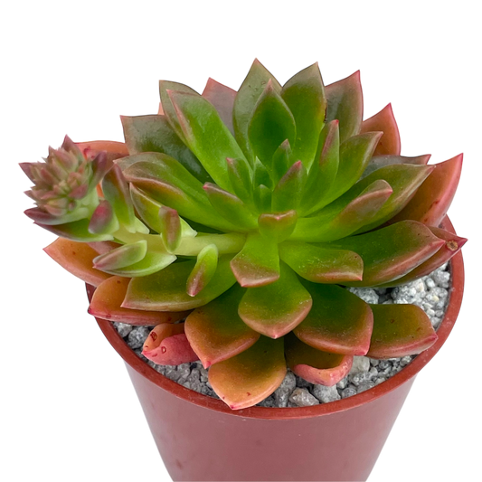 Echeveria 'Telstar'