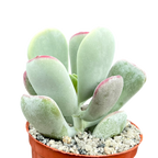 Cotyledon orbiculata | Dwarf Form
