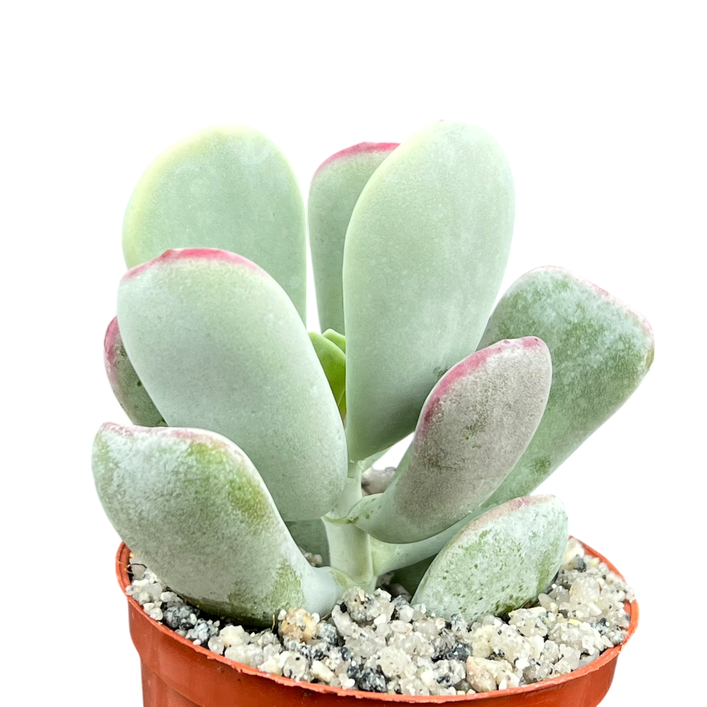Cotyledon orbiculata | Dwarf Form