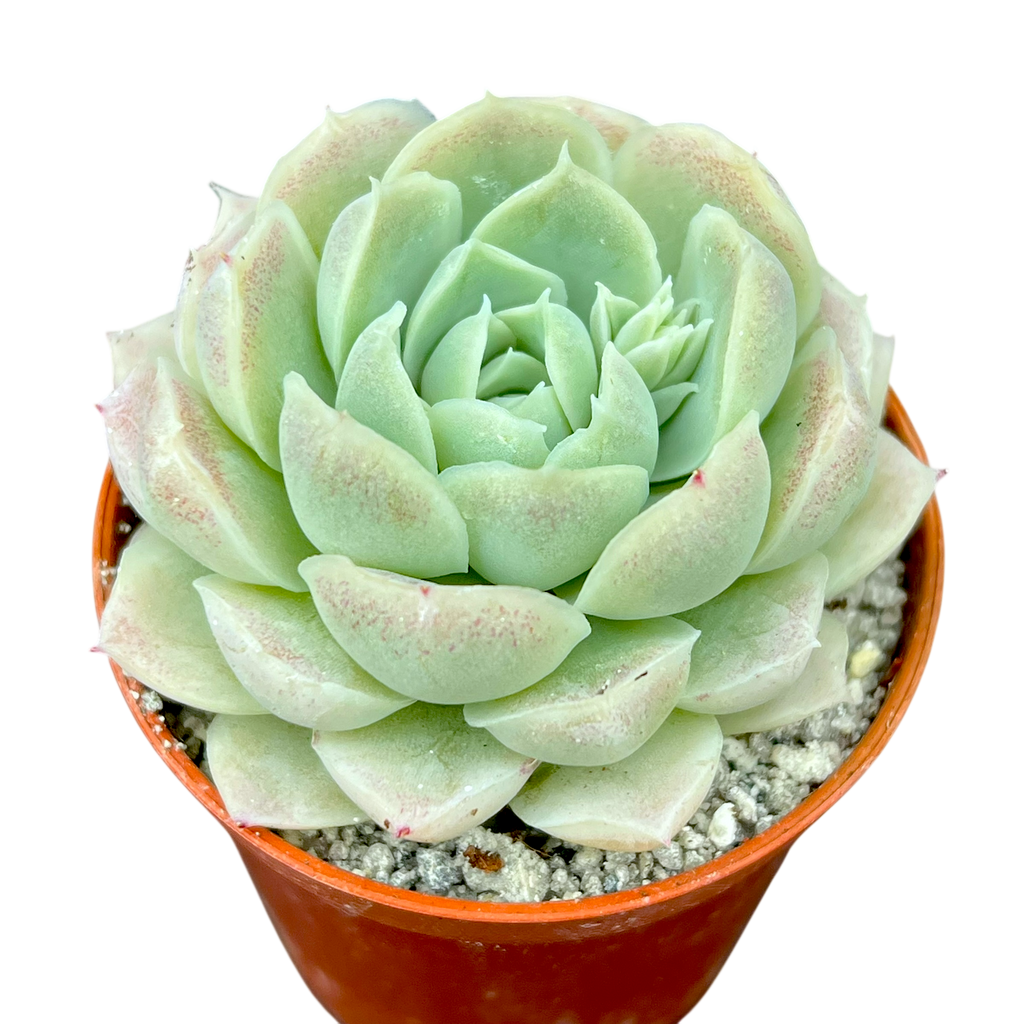 Echeveria 'Europa'