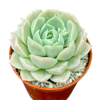 Echeveria 'Europa'