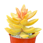 Sedum nussbaumerianum