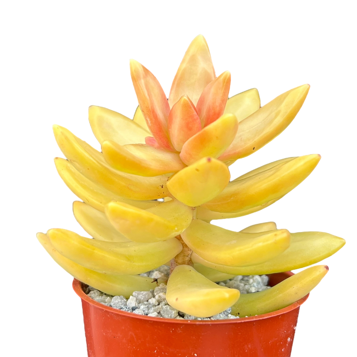 Sedum nussbaumerianum