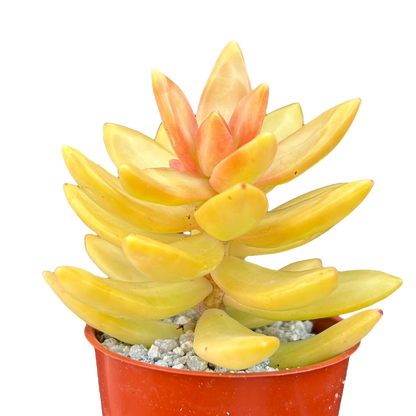 Sedum nussbaumerianum