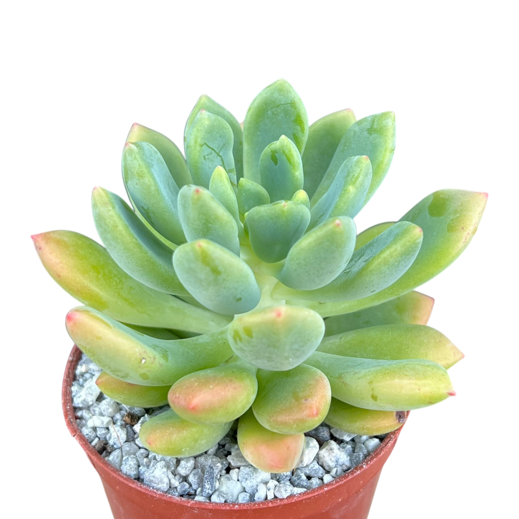 Echeveria vanvlietii