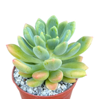 Echeveria vanvlietii