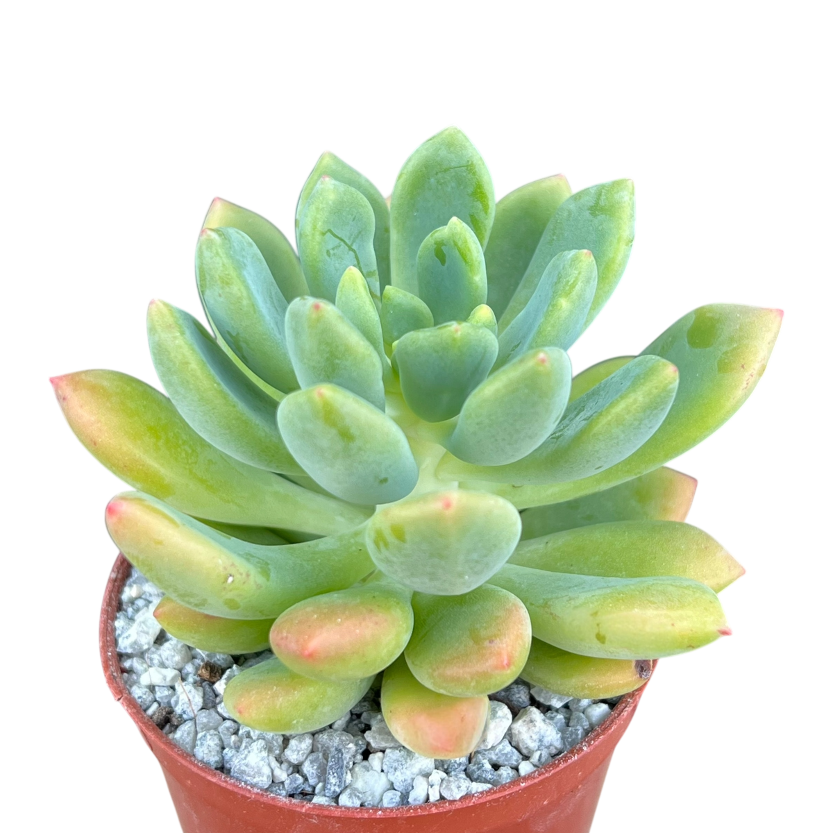 Echeveria vanvlietii