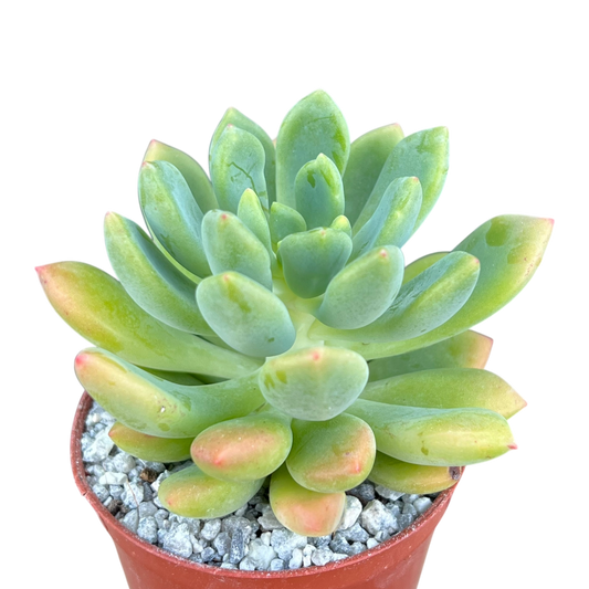 Echeveria vanvlietii