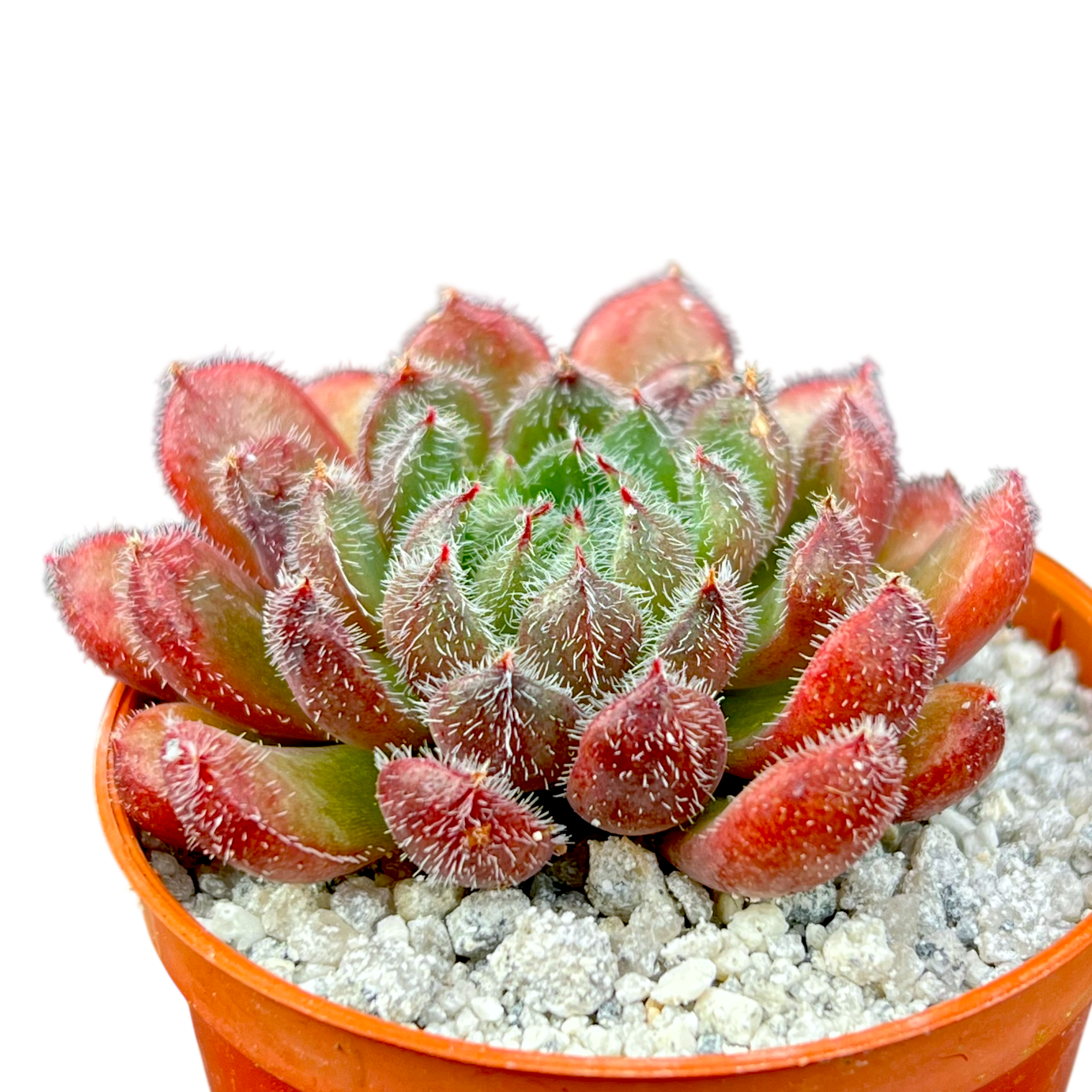 Echeveria 'Scorpio'
