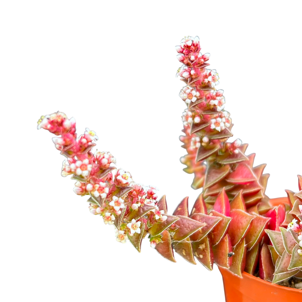 Crassula capitella ssp. thyrsiflora variegata