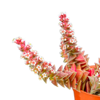 Crassula capitella ssp. thyrsiflora variegata