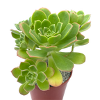 Aeonium castello-paviae var. sarae