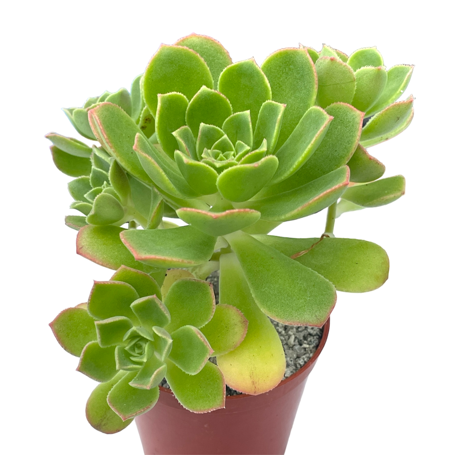 Aeonium castello-paviae var. sarae