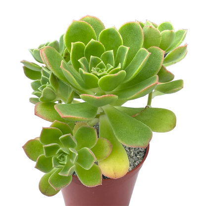 Aeonium castello-paviae var. sarae