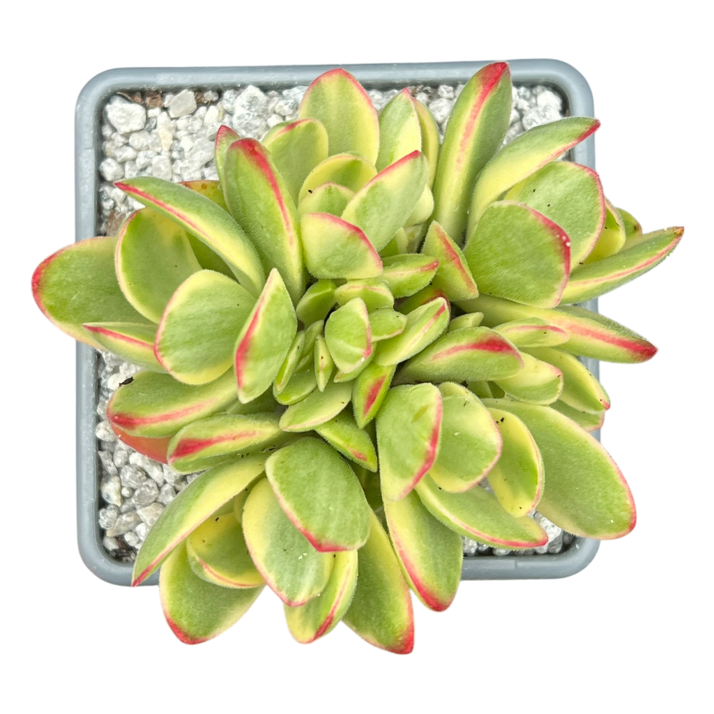 Crassula 'Money Maker' variegata