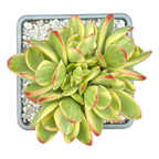 Crassula 'Money Maker' variegata