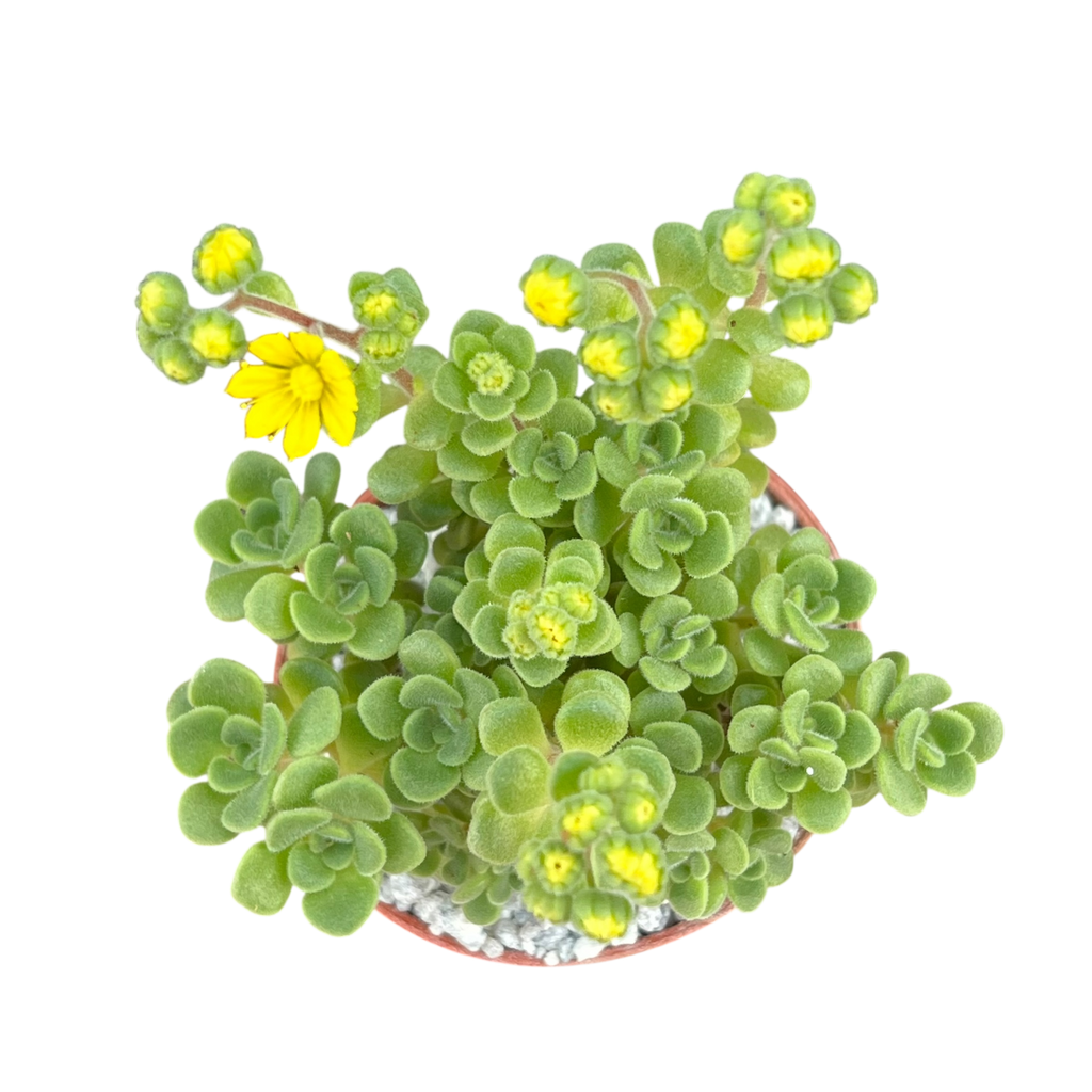 Aichryson bethencourtianum Bolle