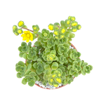 Aichryson bethencourtianum Bolle