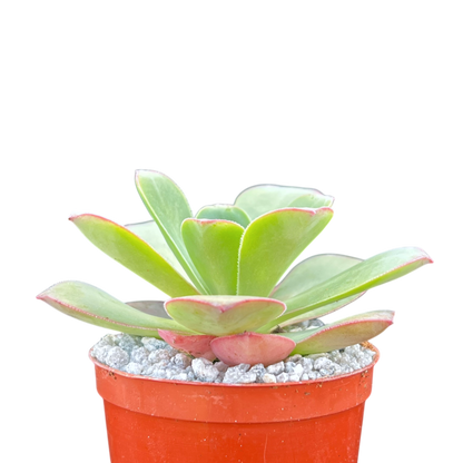 Aeonium gorgoneum