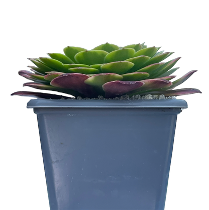 Aeonium 'Fiesta'