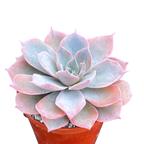 Echeveria subsessilis
