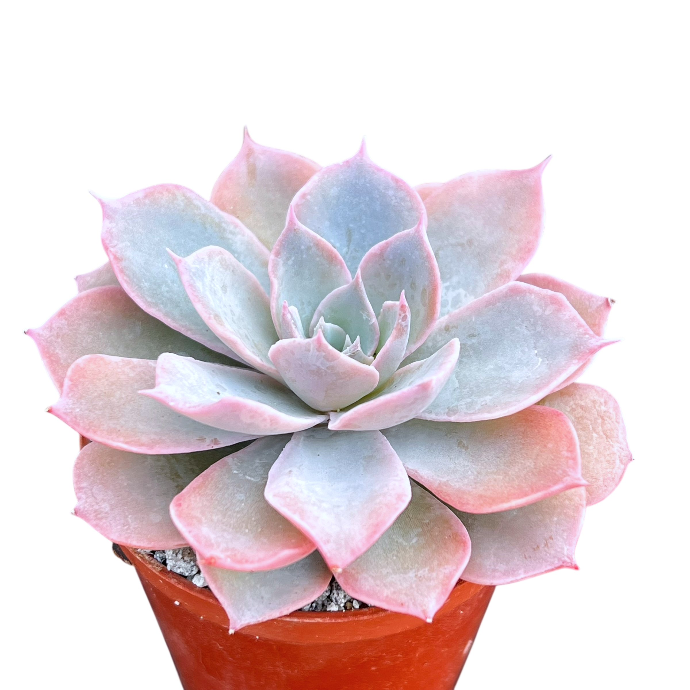 Echeveria subsessilis
